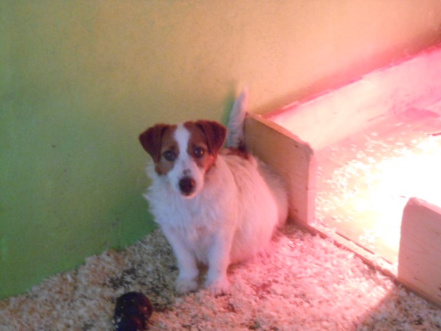 chiot Jack Russell Terrier of Shana Dreams