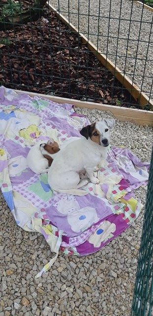 Ilaura of Shana Dreams