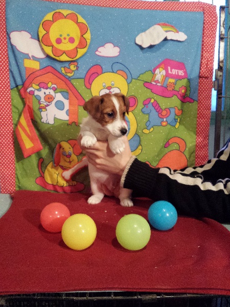 of Shana Dreams - Jack Russell Terrier - Portée née le 19/11/2013